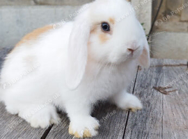 Mini Lop bunnies Pure Breed( Updated 14/07/2026)