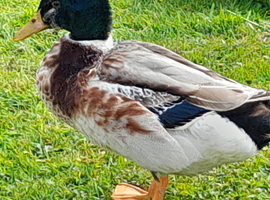 Beautiful Appleyard drake