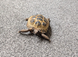 2 Horsfield Tortoise for sale, &pound;160 each