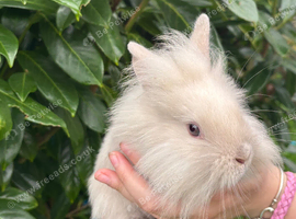 Last Lionhead Baby