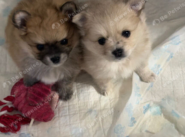 6 week old pomeranian puppy
