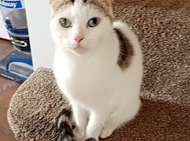 3 female cats for rehoming on behalf of my sister