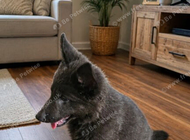 READY NOW kc reg  Blue and tan german shepherd puppies