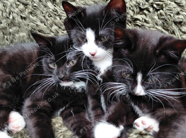 16 Oct Three cute kitten girls tuxedo born 3rd Aug 2026