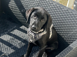 Black Labrador
