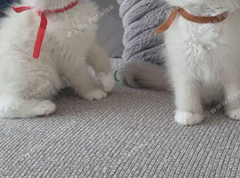 GCCF blue mitted ragdoll boys