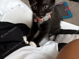 Female Kitten