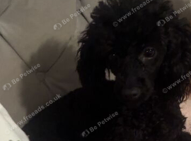 Meet duke toy poodle stud