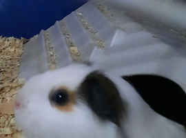 Female guinea pig with cage