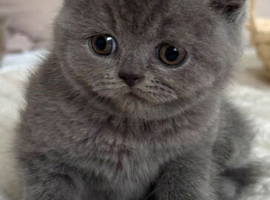 Lovely british short hair kittens for sale
