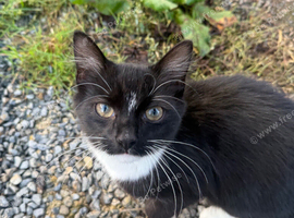 6 month old kitten