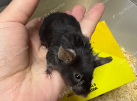 Baby fancy male mice for sale