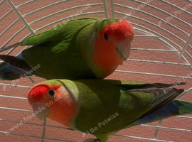 Love birds