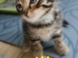 Bengal mix and 2 black fluffys