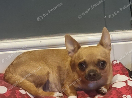 Chihuahua girl