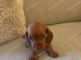 miniture dachshund puppies