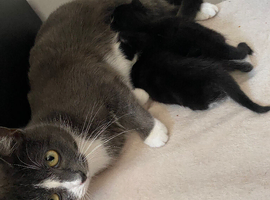 2 chunky female kittens