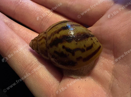 Achatina Achatina tiger snail giant African snail