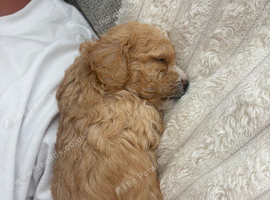 3 boys left. 5 weeks old