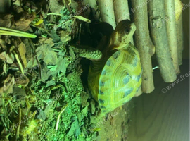 Beautiful horse-field tortoise