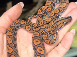Brazilian rainbow boa for sale