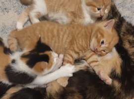 Adorable All Ginger Male and Ginger and white female kittens