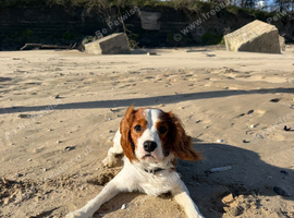 11 month old King Charles cavalier.