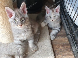 Fantastic XL female Main Coons