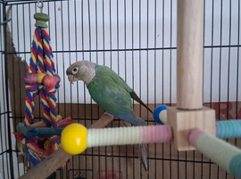 Conure