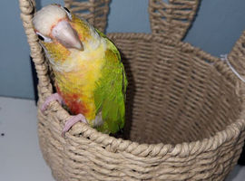 Pineapple conure