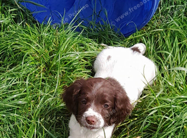 Gorgeous English Springer Spaniel Puppies