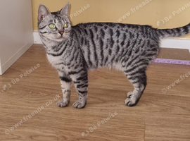 3 year old Bengal female