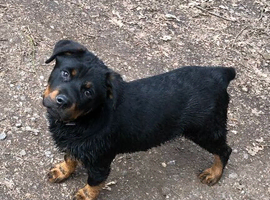 Female pup Rottweiler