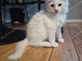 Beautiful white Maine coon kittens