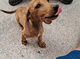 10 week old miniature dapple dachshund