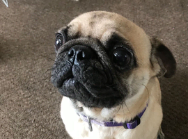 Pug for sale