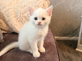 One white British short haired Persian