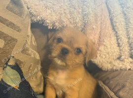Shit shu X pug