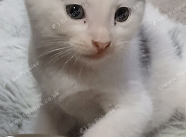 Male white kitten with black ears & tail