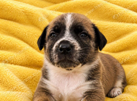 Rare BULL HERDER Puppies for sale!