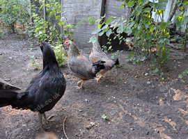 For adoption 4 English Game hens