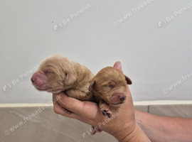 KC Registered Cocker Spaniels