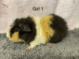 Pure breed teddy guineapig females