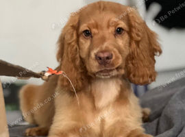 Beautiful male cocker spaniel, guardian home or sale.