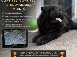 Black chow chow