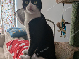 Missing tuxedo - plymouth