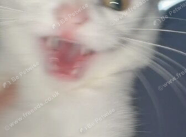 Little white cat up for sale