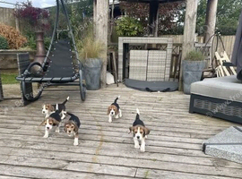 Beautiful Home Raised KC Beagle Puppies