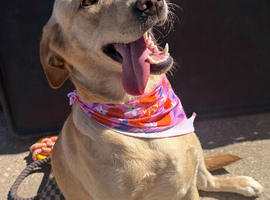 1 year old Labrador female