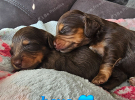 Mini long hair dachshund pups